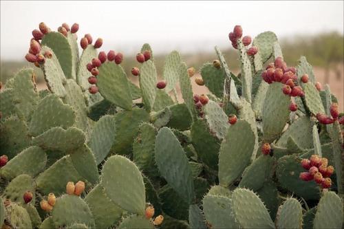 Nopal Cactus Extract