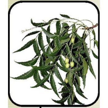 Herbal Neem Azadirachta Indica