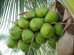 Organic Completely Fresh Tender Coconut