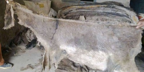Wet and Dry Salted Donkey Hides
