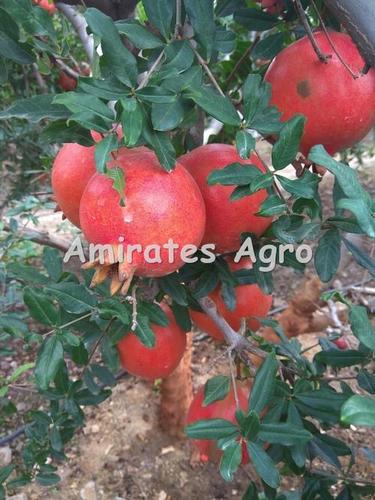 Farm Fresh Indian Pomegranates