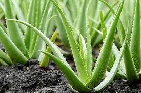 Ayurvedic Product Green Aloe Vera Plant