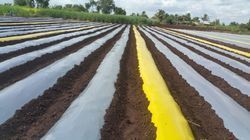 30 Microns Thickness Mulch Film Greenhouse Size: Large