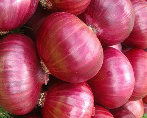 Farm Fresh Onion
