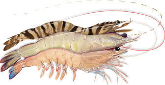 Sea Food Frozen Prawn