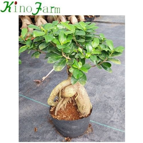 Natural Ficus Ginseng Plant Ingredients: Herbal Product