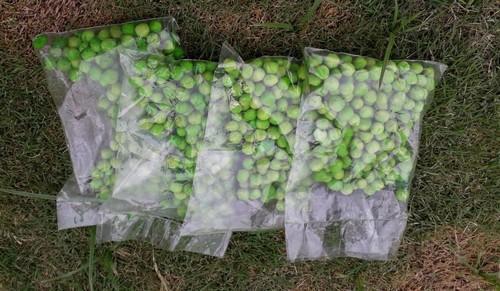 Pure Fresh Green Peas