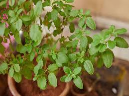 Tulsi (Holy Basil Plants)