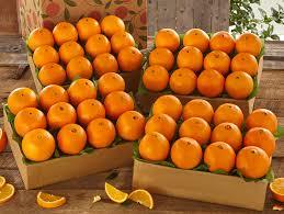 Fresh and Healthy Orange Fruit