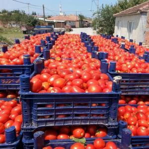 Fresh Red Farm Harvested Tomatoes