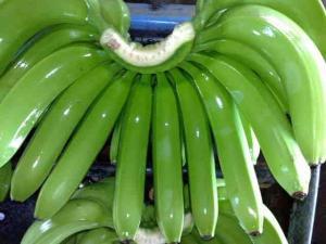 Green Cavendish Bananas - Class A Big Hands 4-5-6, Natural Grown Crop With No Pesticide Residue, High Nutritional Value