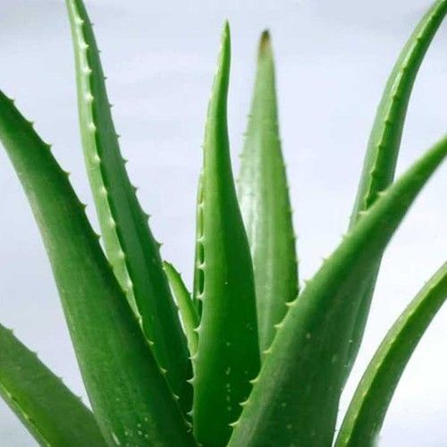 Aloe Vera Leaf Plant 