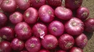 Medium Organic Red Onion