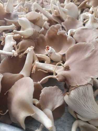 Grey Oyster Mushroom