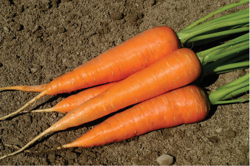 Natural Fresh Healthy Carrot