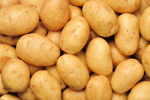 New Cultivated Fresh Potatoes