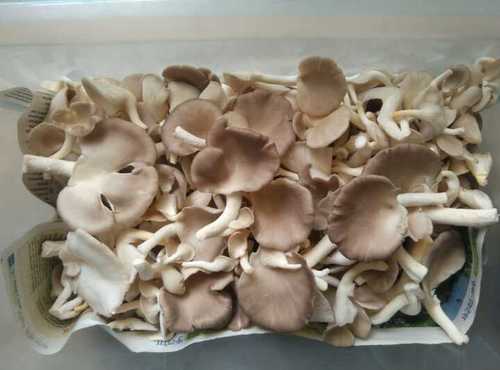 Exclusive Fresh Oyster Mushroom