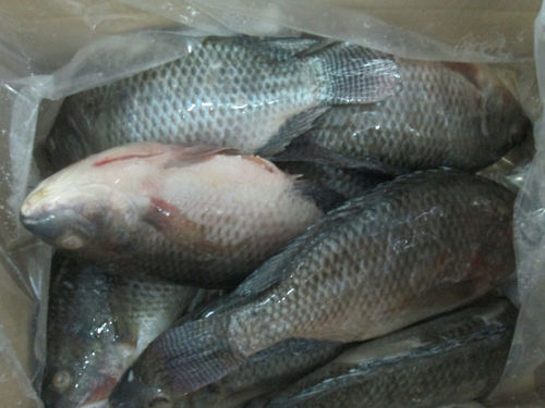Frozen Tilapia Fish WR