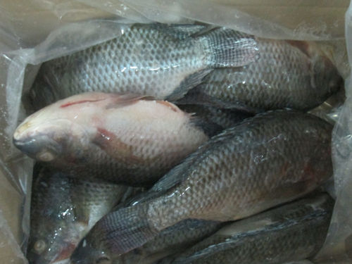 Frozen Tilapia Fish Wr Weight: Customised  Kilograms (Kg)