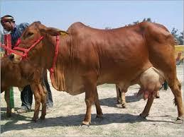 High Breed Sahiwal Cow