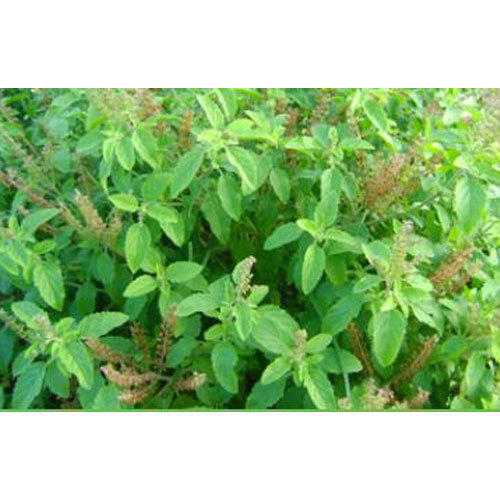Herbal Tulsi Leaves Plant