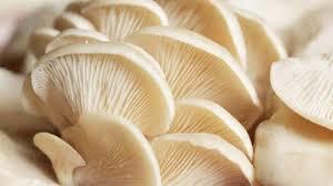 White Fresh Pure Oyster Mushroom