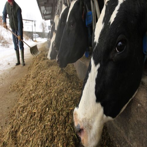 Friesien Holsteins Cattle