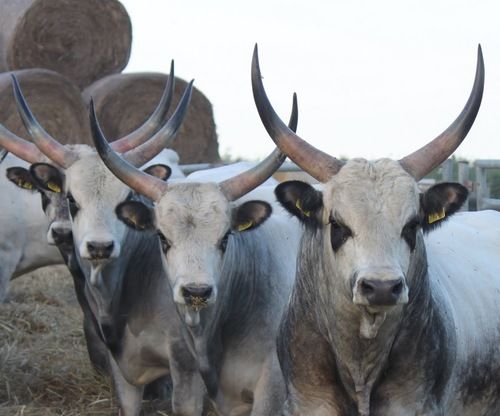 Hungarian Grey Cattle