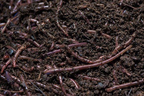 Vermicompost Fertilizer - High Nutrient Organic Blend | Systematized Packaging, Zero Damage Assurance