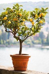 Fine Grade Yellow Lemon Plant