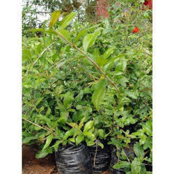 pomegranate plants