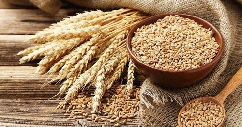 Indian Organic Fresh Wheat