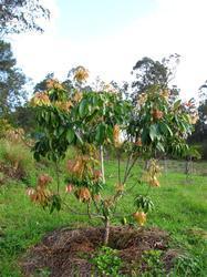 Green Optimum Quality Litchi Grafted Plant