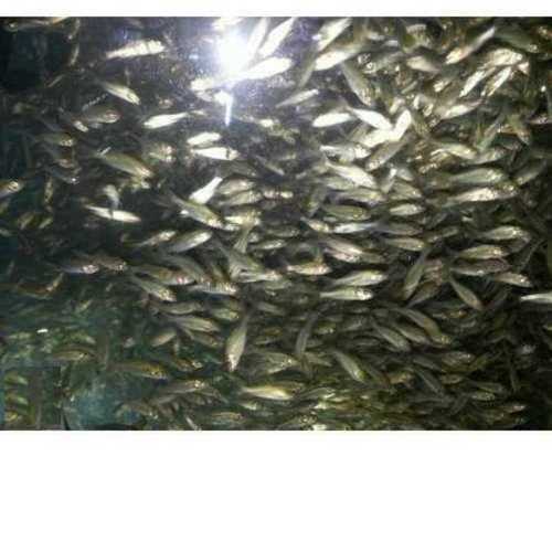 Organic Rohu Fish Seed