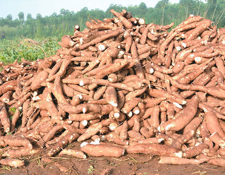 100% Naturally Fresh Cassava