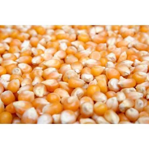 Golden Farm Fresh Yellow Maize