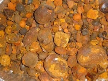 OX Natural and Original Gallstone