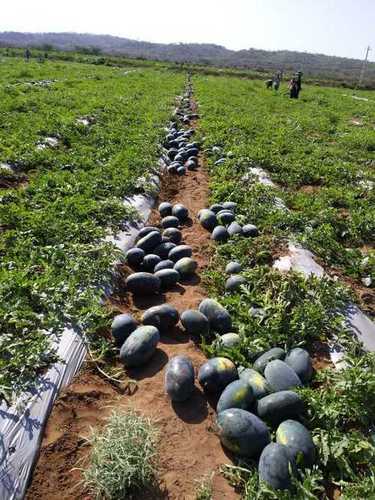 Shabari Hybrid Watermelon Seeds