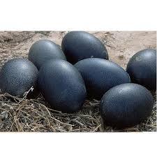 Fresh Black Kadaknath Egg