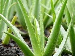 Aloe Vera Baby Plant