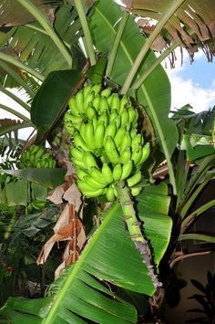 Banana Plant