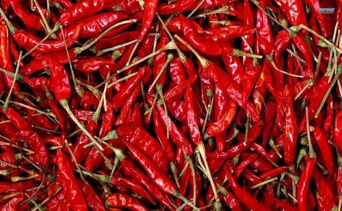 Dried Pure Red Chillies