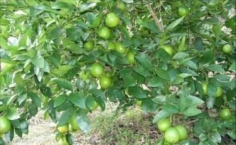 Lemon Plants 