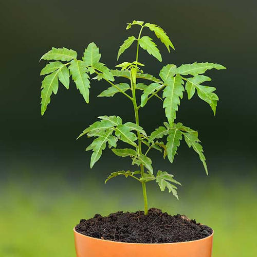 Neem Plant - 2-3 Feet Height , Fast Growth with Full Sun Exposure, Suitable for Acidic and Alkaline Soils