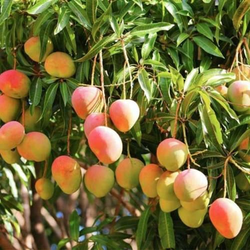 Organic Fresh Totapuri Mango Fruit