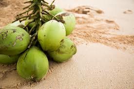 Matured Fresh Semi Husked Coconut
