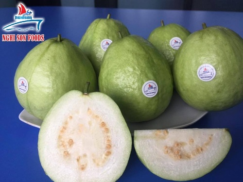 White Flesh Fresh Guava By HACCP, HEALTHY, PHYTO, ISO, GAP