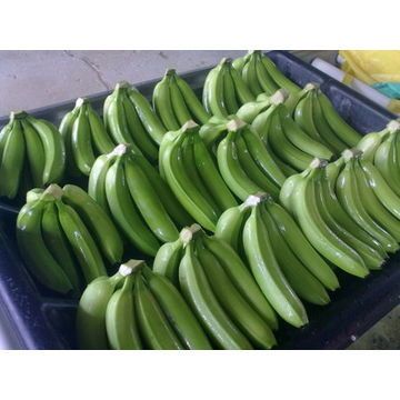 Fresh Green Cavendish Banana