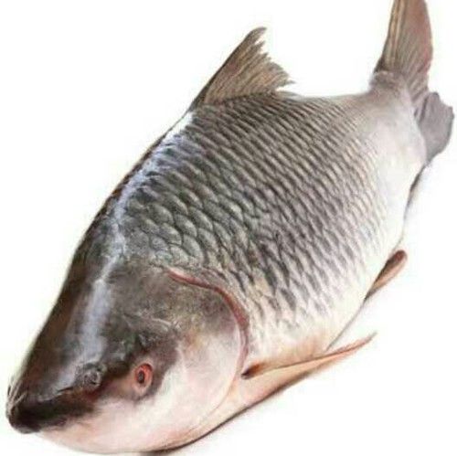 Rohu Fish