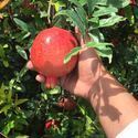 Farm Fresh Red Pomegranate